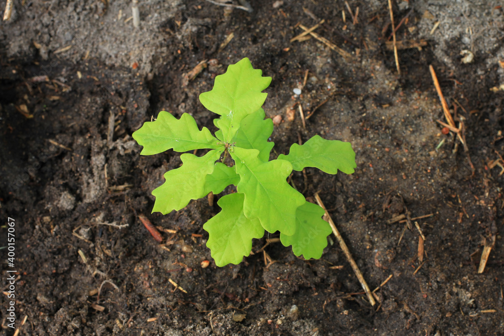 A young oak sapling, one year old sprout, grown in an acorn garden A young oak sapling, one year old sprout, grown in an acorn garden