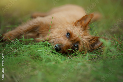 Foto Little dog in the forest