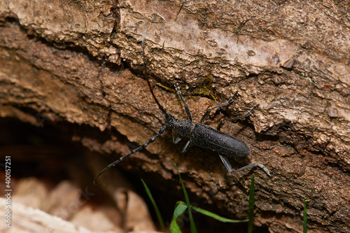 Kleiner Eichenbock (Cerambyx scopolii)	
 photo