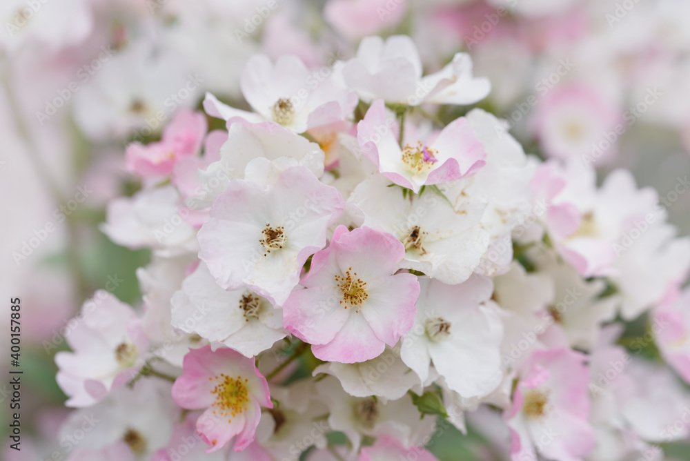 Obraz premium Tender pink tea roses background. Closeup macro of summer flower. Selective focus