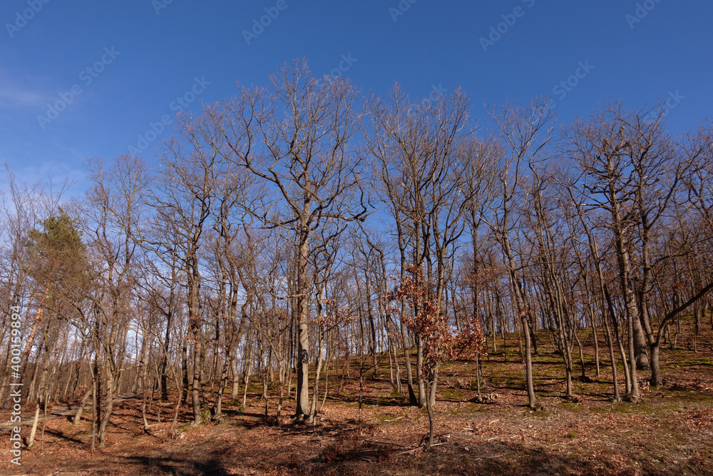 gnarled tree on a hill and blue sky