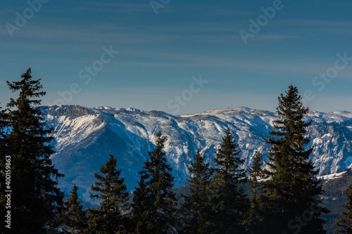 mountains with snow and pinetrees in the foreground in winter