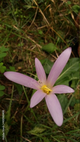 the crocus bloomed in the meadow. Colchicum autumnale purple wild flower in sunlight