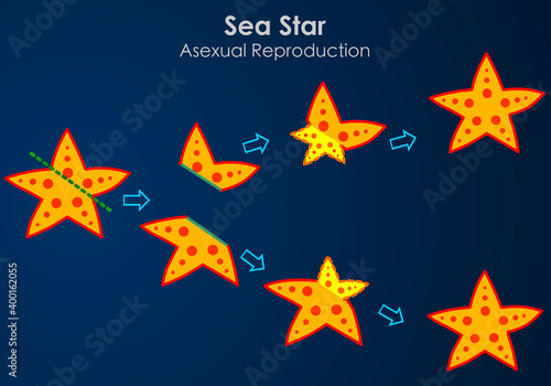 Sea star, regeneration, reproductive fission. Starfish cut in two, reproducing by dividing. Asexual reproduction, star fish division part steps. Dark blue ocean background. Biology Vector illustration