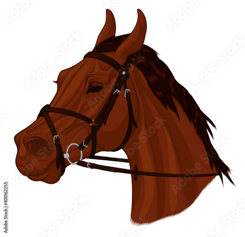 Portrait of a brown horse with ears laid back. Image of a young stallion dressed in Mexican figure eight noseband bridle with a snaffle bit. Vector clip art for equestrian and show jumping clubs.