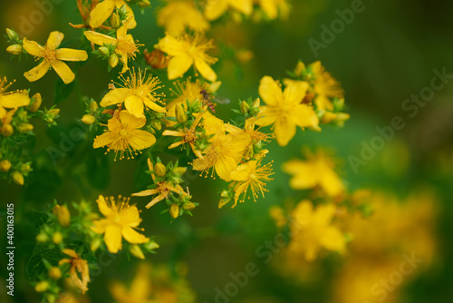 Cuadro en lienzo Echtes Johanniskraut (Hypericum perforatum)