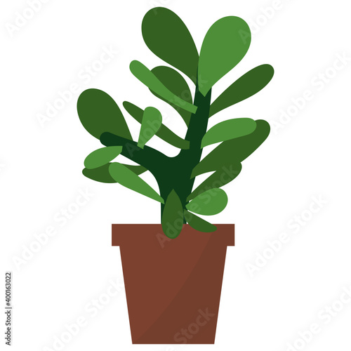 Crassula Potted Plant 