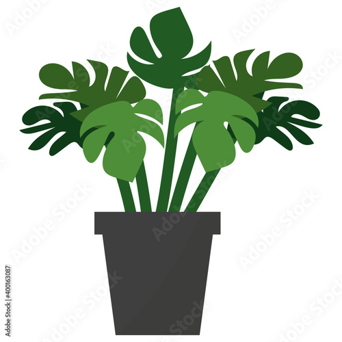 Monstera Potted Plant 