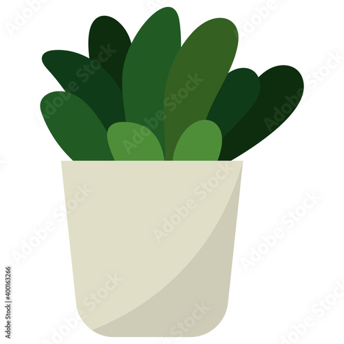 Echeveria Indoor Plant 