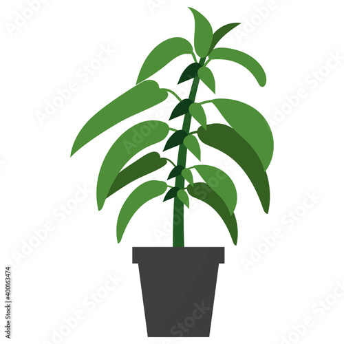 Stinging Nettle Plant 