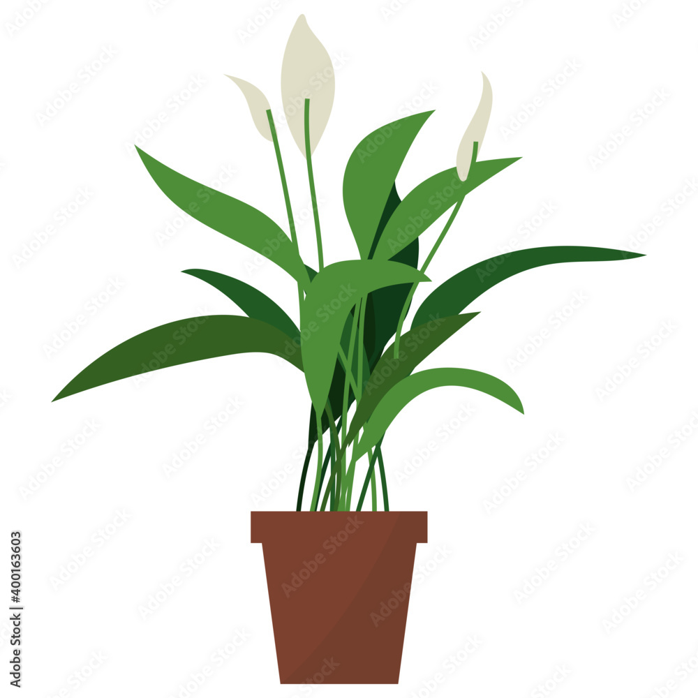 Fototapeta premium Peace Lily Plant 