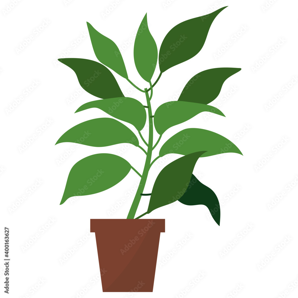 Camphor Potted Plant Camphor Potted Plant