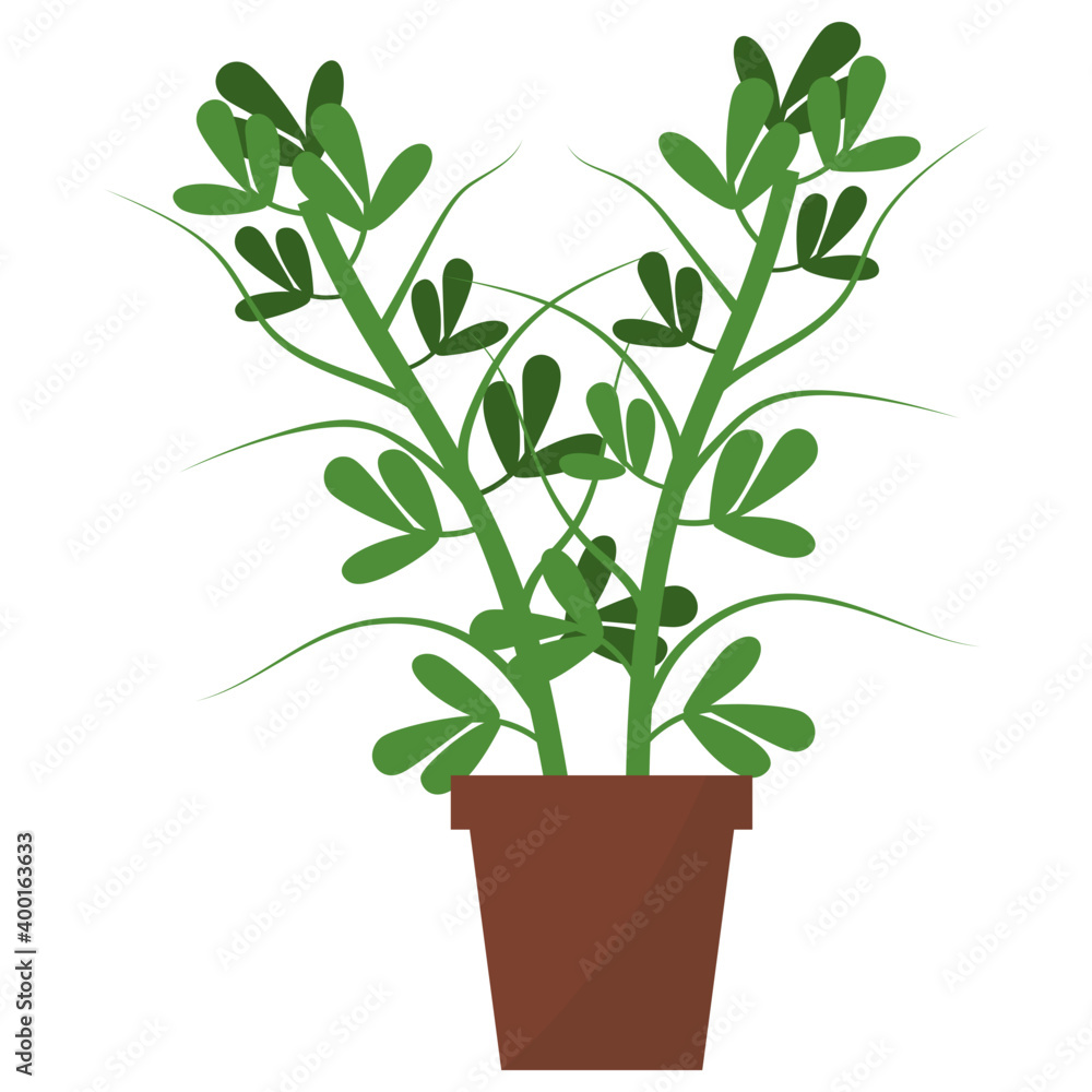 Fenugreek Potted Plant 