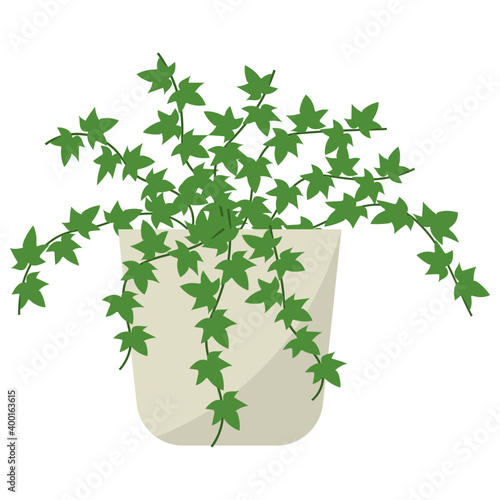 Ivy Potted Plant 