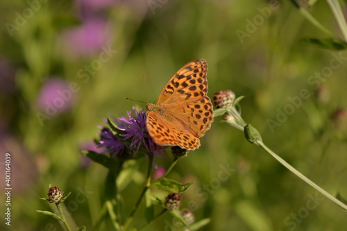 a butterfly with orange wings and black dots sitting on a purple flower in the sunlight during summer period © badescu