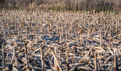 Canvas Print A selective focus shot of crop residues in a field