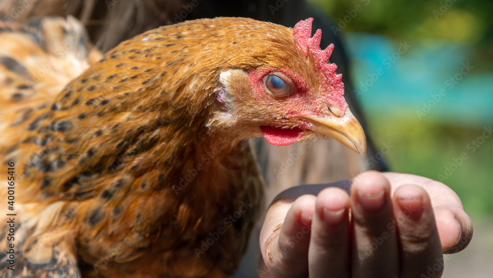 Fototapeta premium Girl with brown hen.