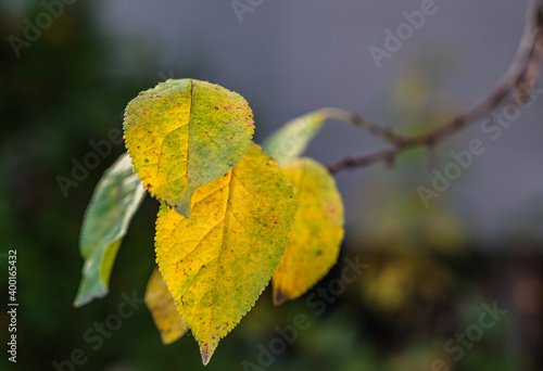 A selective focus shot of yellow and green autumn leaves on a branch