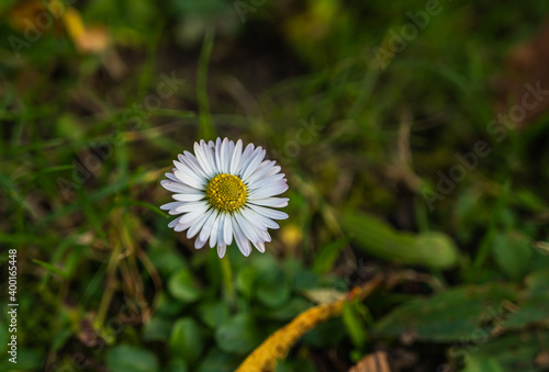A selective focus shot of delicate chamomile in a garden
