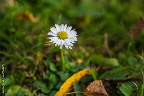 A selective focus shot of delicate chamomile in a garden photo