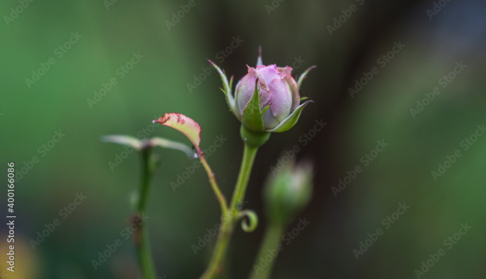 A selective focus shot of a delicate rosebud A selective focus shot of a delicate rosebud