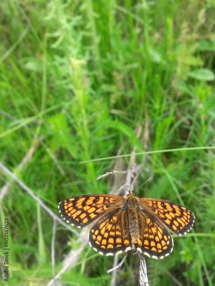 an orange butterfly with black dots sitting on the green grass right in the sunlight in summer season an orange butterfly with black dots sitting on the green grass right in the sunlight in summer season