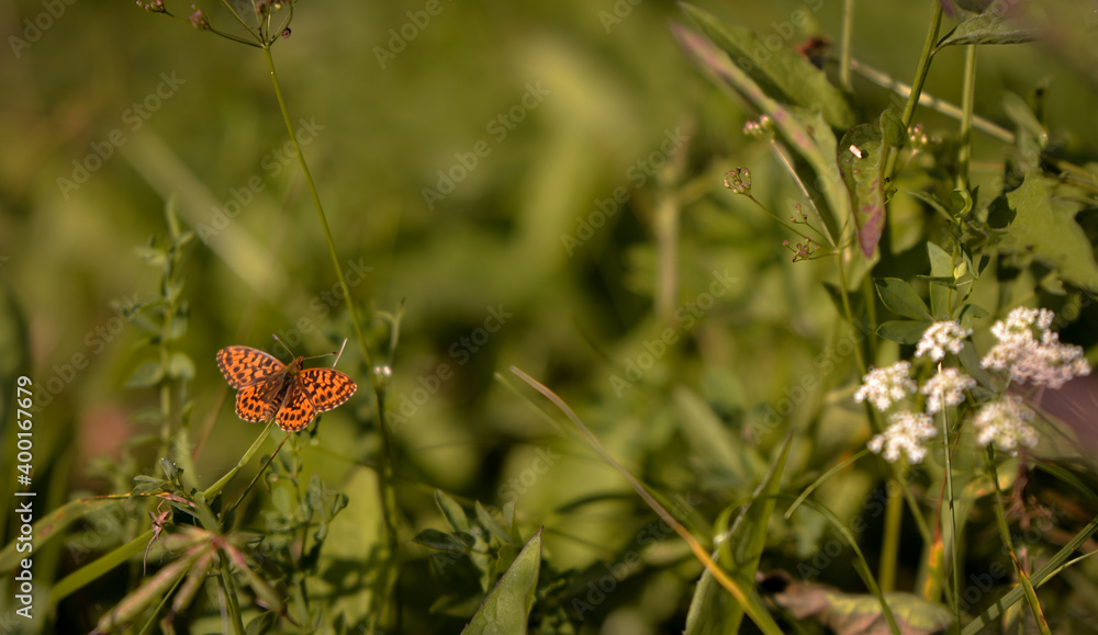 an orange butterfly with black dots sitting on the green grass right in the sunlight in summer season an orange butterfly with black dots sitting on the green grass right in the sunlight in summer season