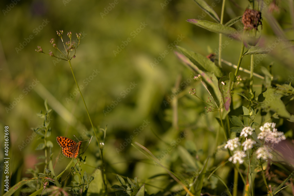 an orange butterfly with black dots sitting on the green grass right in the sunlight in summer season an orange butterfly with black dots sitting on the green grass right in the sunlight in summer season