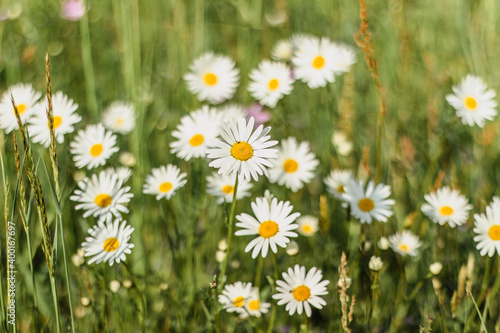 Detail of daisy flowers. Spring flower close up.Wonderful fabulous daisies on a meadow in spring. Spring blurred background.Blooming white daisy selective focus.Romantic bright wallpaper.