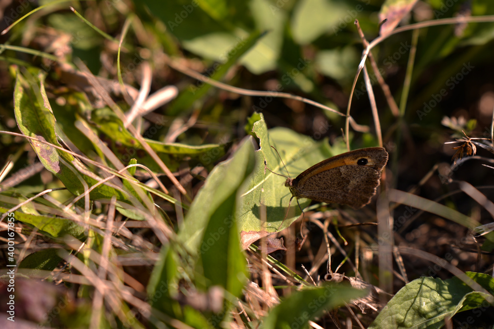 an orange butterfly with black dots sitting on the green grass right in the sunlight in summer season