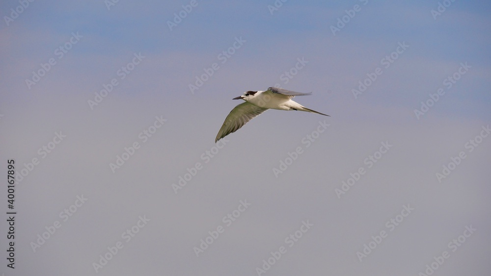 Obraz premium Seabird, little tern flying with wide wings over the sky.