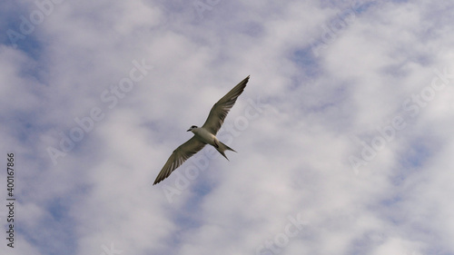 Seabird, little tern flying with wide wings over the sky.