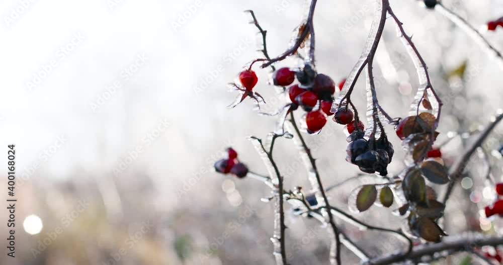 Rosehip bush with red berries covered with frost ice after a freezing rain on nature background Rosehip bush with red berries covered with frost ice after a freezing rain on nature background
