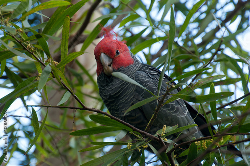 Sydney Australia, male callocephalon fimbriatum or gang-gang cockatoo in wattle tree