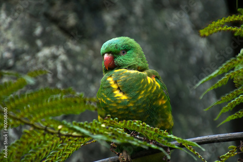 Sydney Australia, scaly-breasted lorikeet perched in tree