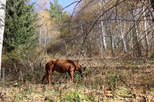 deer, animal, nature, wildlife, grass, forest, horse, mammal, wild, animals, meadow, trees, field, brown, buck, green, outdoors, grazing, doe, pasture, hunting, tree, farm, young, park