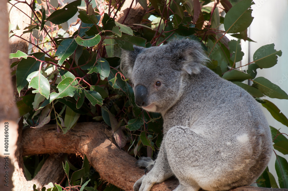 Fototapeta premium Sydney Australia, koala sitting on branch with eucalypt leaves
