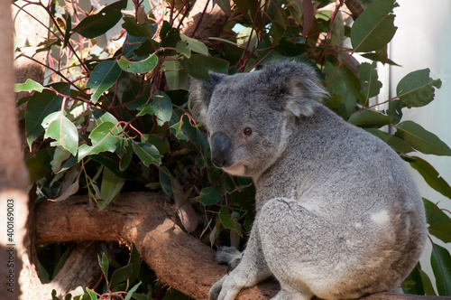 Sydney Australia, koala sitting on branch with eucalypt leaves