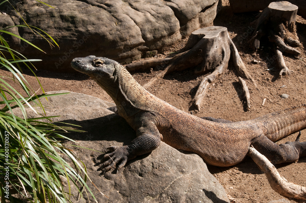 Sydney Australia, komodo dragon native to the Indonesian islands of Komodo, Rinca, Flores, and Gili Motang Sydney Australia, komodo dragon native to the Indonesian islands of Komodo, Rinca, Flores, and Gili Motang