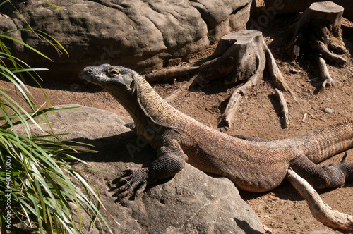 Fototapeta Naklejka Na Ścianę i Meble -  Sydney Australia, komodo dragon native to the Indonesian islands of Komodo, Rinca, Flores, and Gili Motang