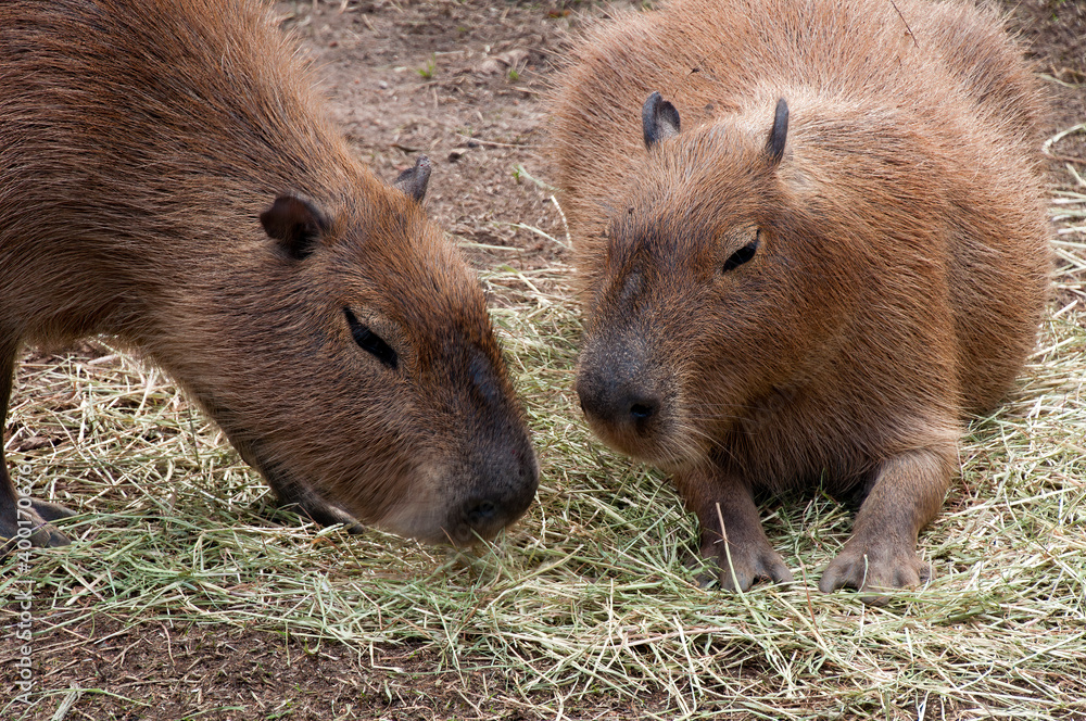 Sydney Australia, close-up of the head of a capybara which is the largest living rodent Sydney Australia, close-up of the head of a capybara which is the largest living rodent