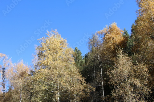 tree, nature, forest, autumn, landscape, winter, sky, snow, trees, blue, cold, season, birch, frost, fall, white, wood, yellow, outdoors, woods, leaf, beauty, leaves, beautiful, branch