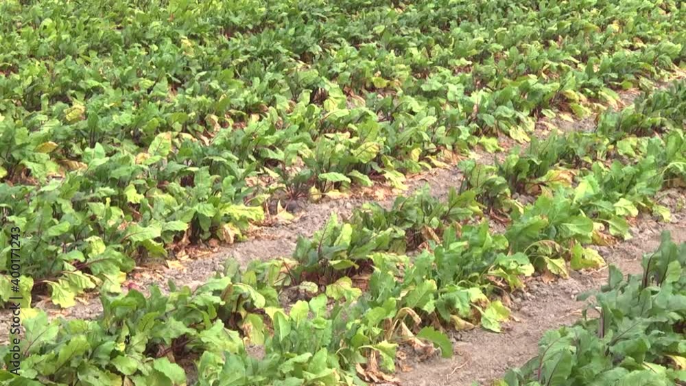 red beets in the fields during the formation of the root crop red beets in the fields during the formation of the root crop