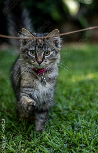 Cute cat on the grass close up