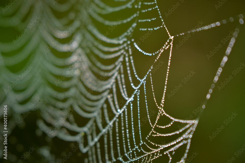 drops of water on the spider web. blurred green background. geometry in nature