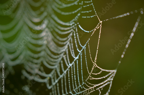 drops of water on the spider web. blurred green background. geometry in nature