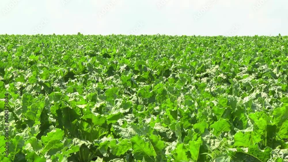 sugar beet plants with large leaves on the field sugar beet plants with large leaves on the field