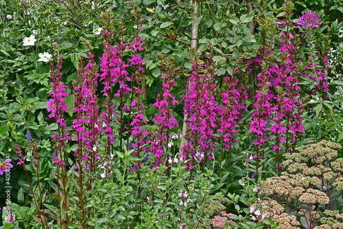 A garden flower border with Lobelia x speciosa 'Tania' photo