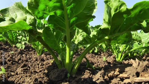 Wallpaper Mural sugar beet plants with large leaves on the field Torontodigital.ca