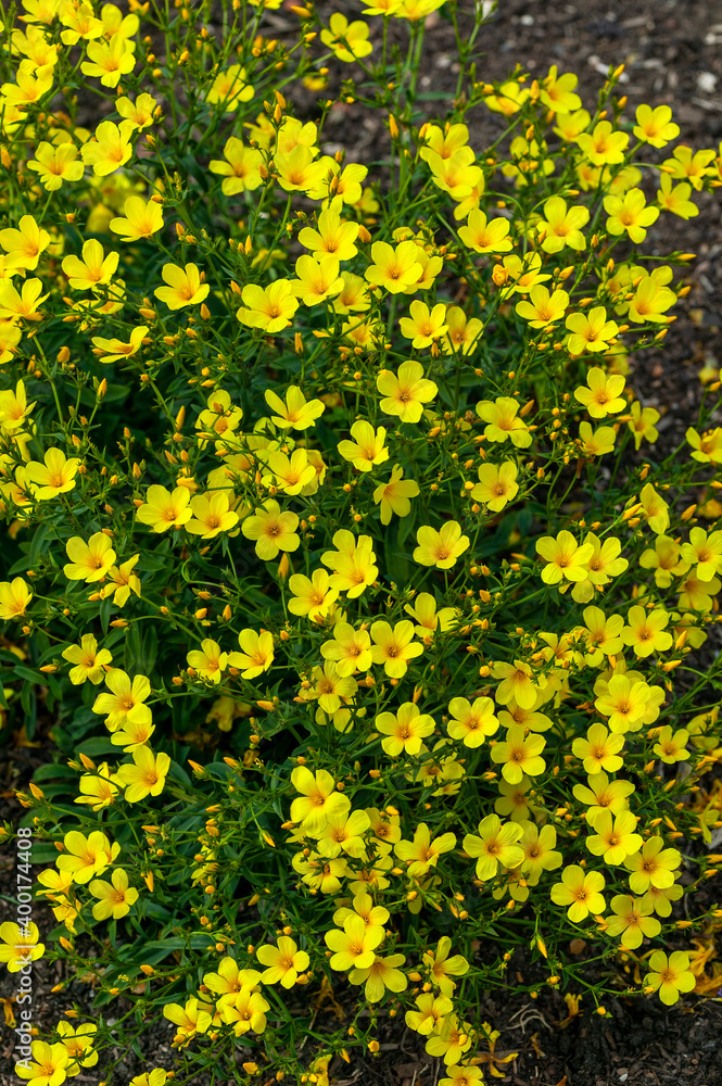 Linum flavum a spring summer flowering semi evergreen plant with a yellow springtime flower commonly known as golden flax, stock photo image Linum flavum a spring summer flowering semi evergreen plant with a yellow springtime flower commonly known as golden flax, stock photo image
